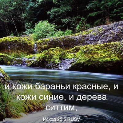 Picture 03 - Исход 25:5 RUSV - и кожи бараньи красные, и - Bible Verse Picture