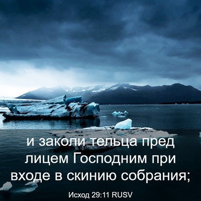 Picture 03 - Исход 29:11 RUSV - и заколи тельца пред лицем - Bible Verse Picture