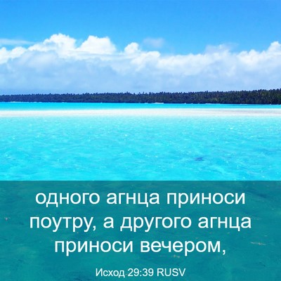 Picture 03 - Исход 29:39 RUSV - одного агнца приноси - Bible Verse Picture