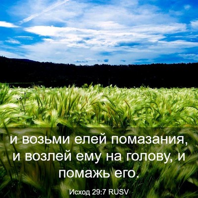 Picture 03 - Исход 29:7 RUSV - и возьми елей помазания, и - Bible Verse Picture