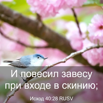 Picture 03 - Исход 40:28 RUSV - И повесил завесу при входе - Bible Verse Picture