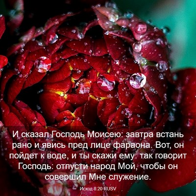 Picture 03 - Исход 8:20 RUSV - И сказал Господь Моисею: - Bible Verse Picture