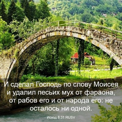 Picture 03 - Исход 8:31 RUSV - И сделал Господь по слову - Bible Verse Picture