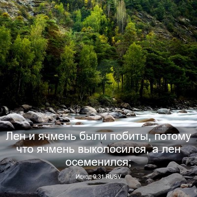 Picture 03 - Исход 9:31 RUSV - Лен и ячмень были побиты, - Bible Verse Picture