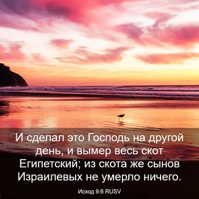 Picture 03 - Исход 9:6 RUSV - И сделал это Господь на - Bible Verse Picture
