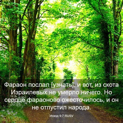 Picture 03 - Исход 9:7 RUSV - Фараон послал [узнать], и - Bible Verse Picture