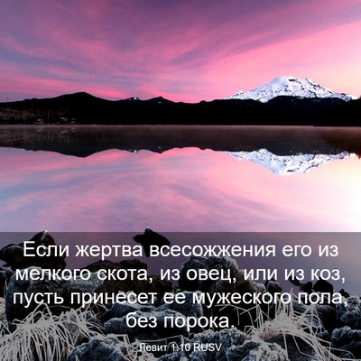 Picture 03 - Левит 1:10 RUSV - Если жертва всесожжения - Bible Verse Picture