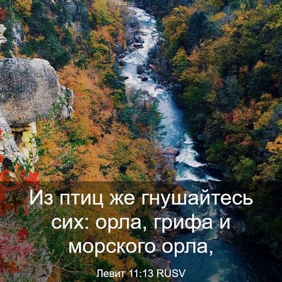 Picture 03 - Левит 11:13 RUSV - Из птиц же гнушайтесь сих: - Bible Verse Picture