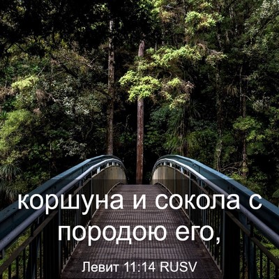 Picture 03 - Левит 11:14 RUSV - коршуна и сокола с породою - Bible Verse Picture