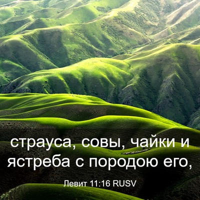 Picture 03 - Левит 11:16 RUSV - страуса, совы, чайки и - Bible Verse Picture
