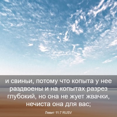 Picture 03 - Левит 11:7 RUSV - и свиньи, потому что копыта - Bible Verse Picture