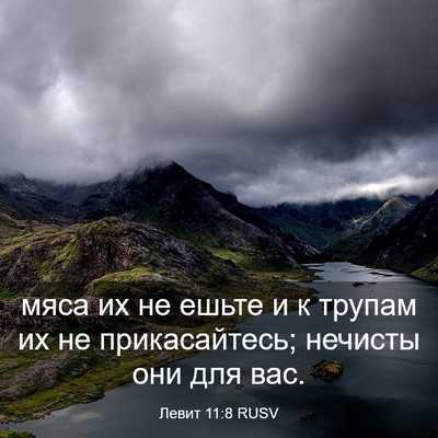 Picture 03 - Левит 11:8 RUSV - мяса их не ешьте и к трупам - Bible Verse Picture