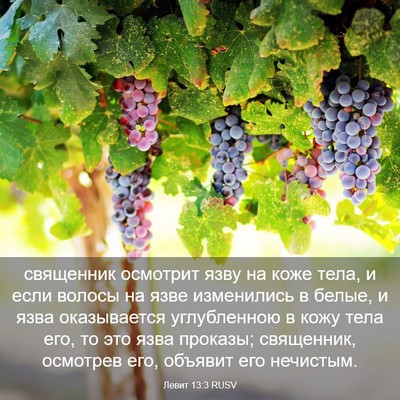 Picture 03 - Левит 13:3 RUSV - священник осмотрит язву на - Bible Verse Picture