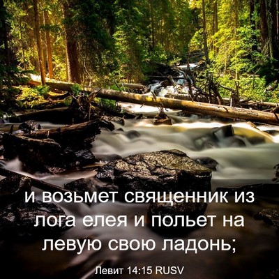 Picture 03 - Левит 14:15 RUSV - и возьмет священник из - Bible Verse Picture
