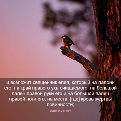 Picture 03 - Левит 14:28 RUSV - и возложит священник елея, - Bible Verse Picture