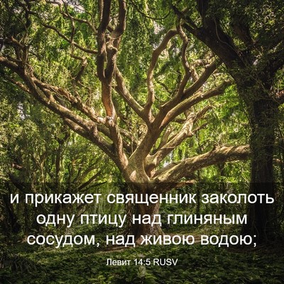 Picture 03 - Левит 14:5 RUSV - и прикажет священник - Bible Verse Picture