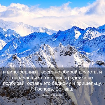 Picture 03 - Левит 19:10 RUSV - и виноградника твоего не - Bible Verse Picture