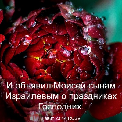 Picture 03 - Левит 23:44 RUSV - И объявил Моисей сынам - Bible Verse Picture
