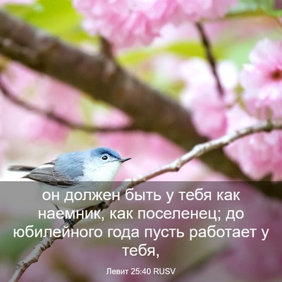 Picture 03 - Левит 25:40 RUSV - он должен быть у тебя как - Bible Verse Picture