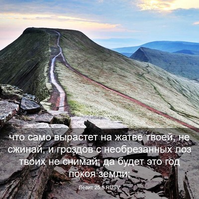 Picture 03 - Левит 25:5 RUSV - что само вырастет на жатве - Bible Verse Picture