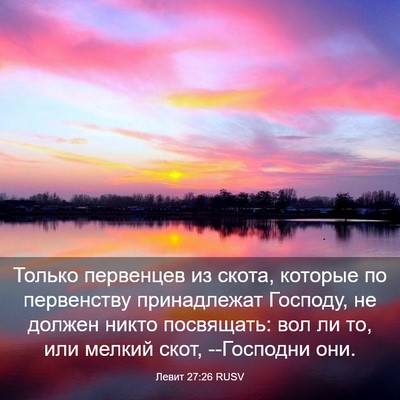 Picture 03 - Левит 27:26 RUSV - Только первенцев из скота, - Bible Verse Picture