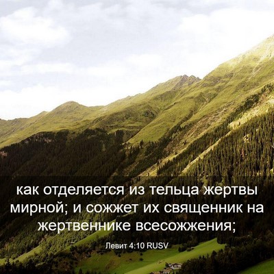 Picture 03 - Левит 4:10 RUSV - как отделяется из тельца - Bible Verse Picture