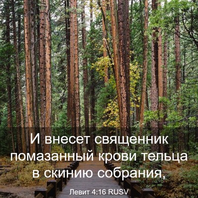 Picture 03 - Левит 4:16 RUSV - И внесет священник - Bible Verse Picture