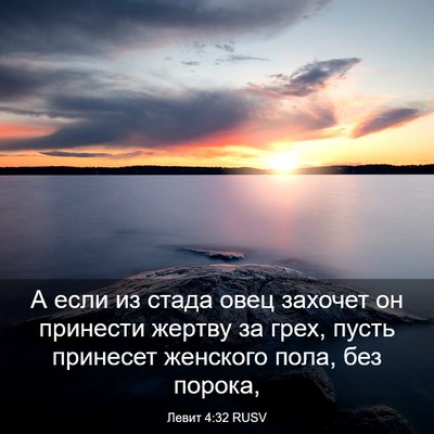 Picture 03 - Левит 4:32 RUSV - А если из стада овец - Bible Verse Picture
