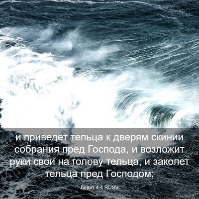 Picture 03 - Левит 4:4 RUSV - и приведет тельца к дверям - Bible Verse Picture