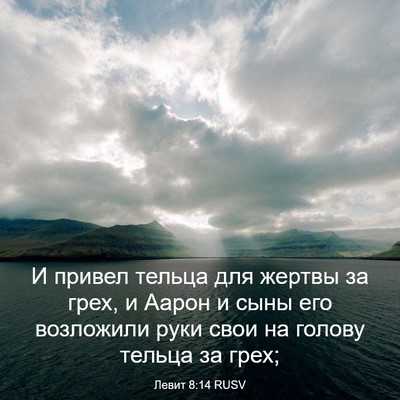 Picture 03 - Левит 8:14 RUSV - И привел тельца для жертвы - Bible Verse Picture
