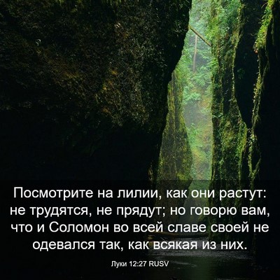 Picture 03 - Луки 12:27 RUSV - Посмотрите на лилии, как - Bible Verse Picture