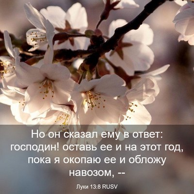 Picture 03 - Луки 13:8 RUSV - Но он сказал ему в ответ: - Bible Verse Picture