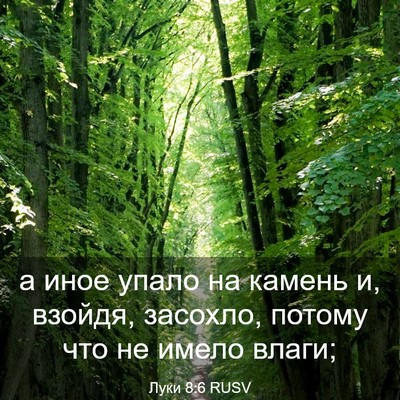 Picture 03 - Луки 8:6 RUSV - а иное упало на камень и, - Bible Verse Picture