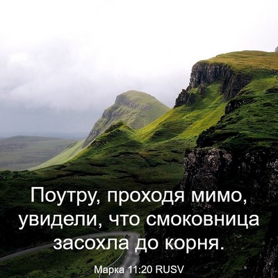Picture 03 - Марка 11:20 RUSV - Поутру, проходя мимо, - Bible Verse Picture