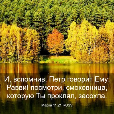 Picture 03 - Марка 11:21 RUSV - И, вспомнив, Петр говорит - Bible Verse Picture