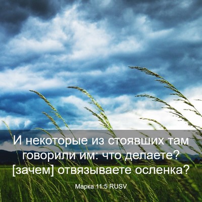 Picture 03 - Марка 11:5 RUSV - И некоторые из стоявших - Bible Verse Picture