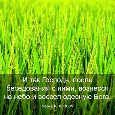 Picture 03 - Марка 16:19 RUSV - И так Господь, после - Bible Verse Picture