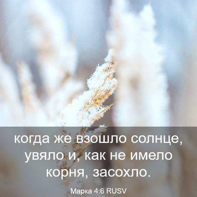 Picture 03 - Марка 4:6 RUSV - когда же взошло солнце, - Bible Verse Picture