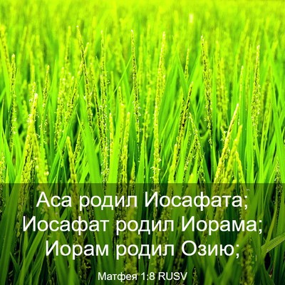 Picture 03 - Матфея 1:8 RUSV - Аса родил Иосафата; - Bible Verse Picture