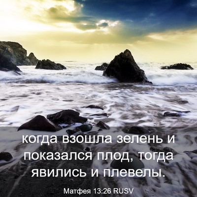 Picture 03 - Матфея 13:26 RUSV - когда взошла зелень и - Bible Verse Picture
