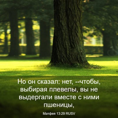 Picture 03 - Матфея 13:29 RUSV - Но он сказал: нет, --чтобы, - Bible Verse Picture