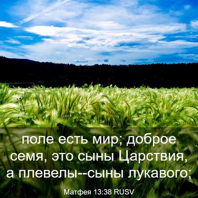 Picture 03 - Матфея 13:38 RUSV - поле есть мир; доброе семя, - Bible Verse Picture