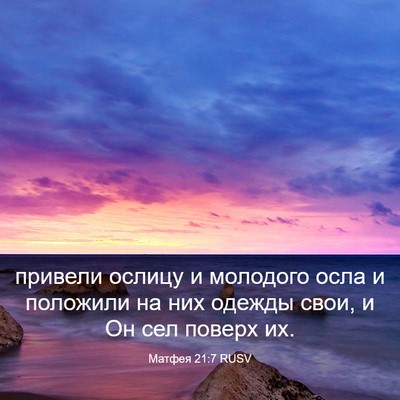 Picture 03 - Матфея 21:7 RUSV - привели ослицу и молодого - Bible Verse Picture