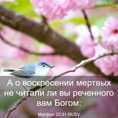 Picture 03 - Матфея 22:31 RUSV - А о воскресении мертвых не - Bible Verse Picture
