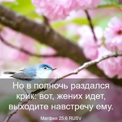 Picture 03 - Матфея 25:6 RUSV - Но в полночь раздался крик: - Bible Verse Picture