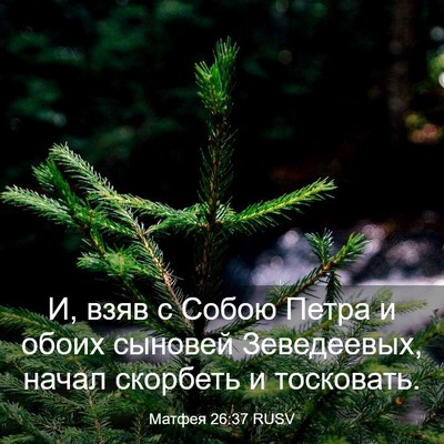 Picture 03 - Матфея 26:37 RUSV - И, взяв с Собою Петра и - Bible Verse Picture