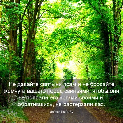 Picture 03 - Матфея 7:6 RUSV - Не давайте святыни псам и - Bible Verse Picture