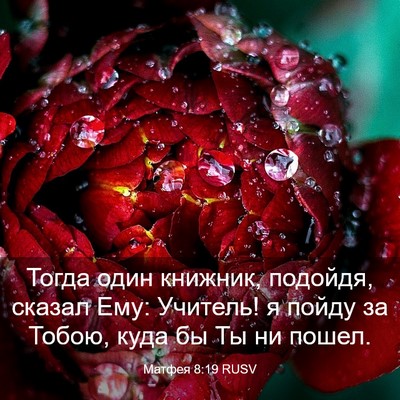 Picture 03 - Матфея 8:19 RUSV - Тогда один книжник, - Bible Verse Picture