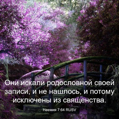 Picture 03 - Неемия 7:64 RUSV - Они искали родословной - Bible Verse Picture