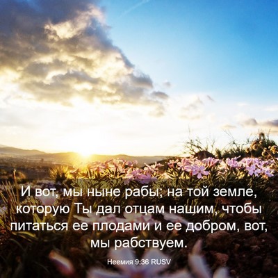 Picture 03 - Неемия 9:36 RUSV - И вот, мы ныне рабы; на той - Bible Verse Picture